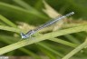 Agrion  larges pattes