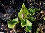 Arum tachet [Arum maculatum]