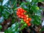 Arum tachet (fruits) [Arum maculatum]