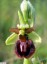 Ophrys araigne [Ophrys aranifera]