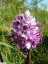 Orchis singe [Orchis simia]