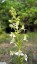 Platanthre  feuilles vertes [Platanthera chlorantha]