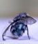 Mouche bleue [Calliphora vicina]