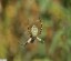 Argiope frelon ou Epeire fascie (dorsale) [Argiope bruennichi]