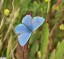 Argus bleu-cleste [Lysandra bellargus] mle