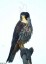 Faucon hobereau [Falco subbuteo]