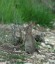 Lapin de garenne [Oryctolagus cuniculus] - juvnile