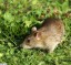 Rat surmulot [Rattus norvegicus]