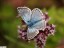 Argus bleu-nacr [Lysandra coridon]  Champmotteux en juillet