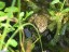 Grenouille verte [Rana esculenta] - mare du jardin Paul Jovet (Athis-Mons)