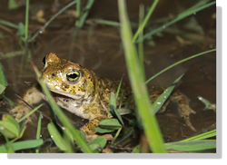 Crapaud calamite