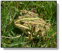 Crapaud vert
