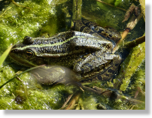 Grenouille verte