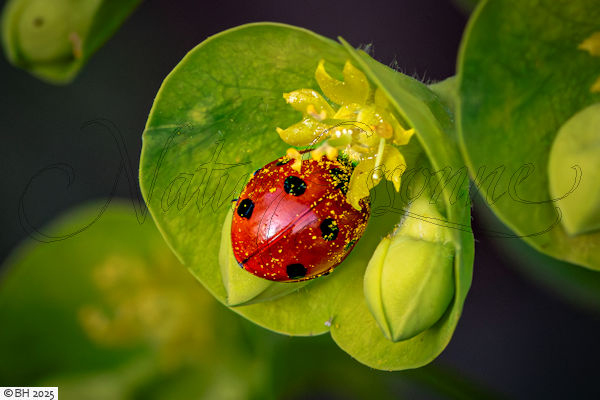 Coccinelle � 4 points [Harmonia quadripunctata]