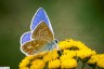 Azur� bleu c�leste