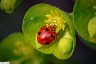 Coccinelle � 4 points