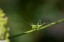 Conoc�phale bigarr� [Conocephalus fuscus]
