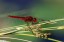 Libellule �carlate [Crocothemis erythraea]